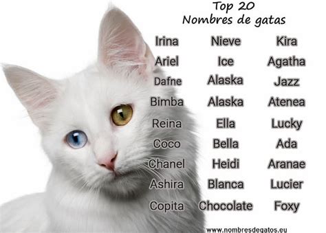 nombres para gatos hembra-4